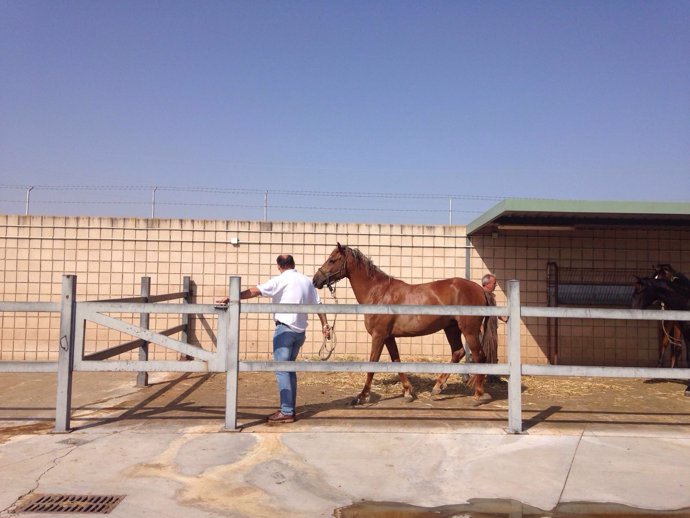 Sadeco entrega caballos en adopción