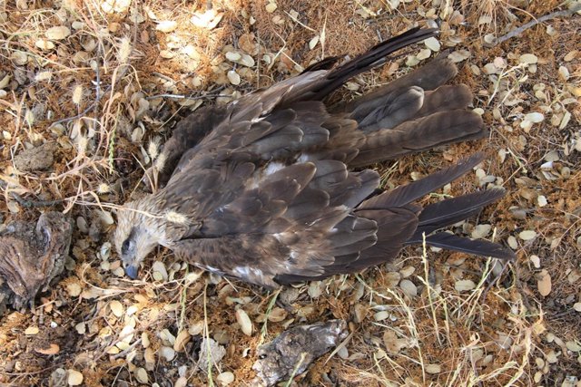 Ejemplar encontrado  muerto