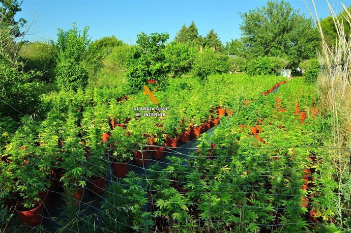 Plantas de marihuna intervenidas por la Guardia Civil 