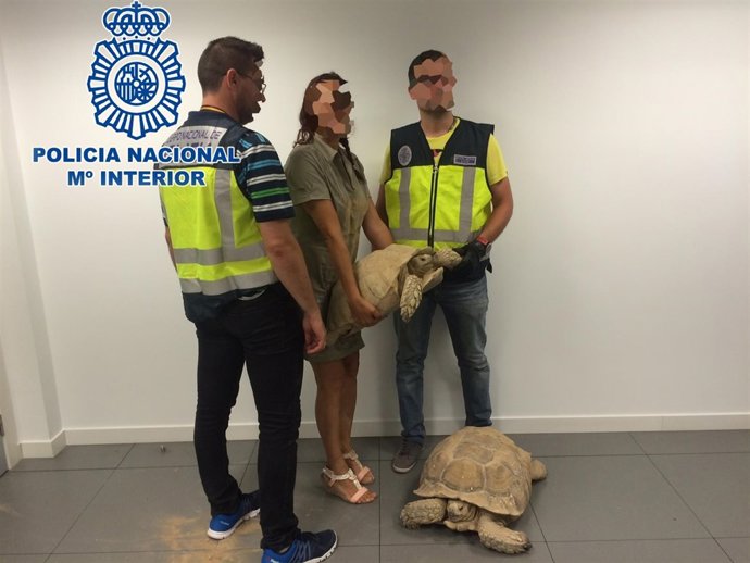 Imagen de las tortugas robadas