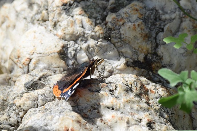 Atalanta (Vanessa atalanta) preparada para absorber néctar