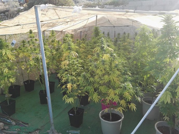 Plantas intervenidas