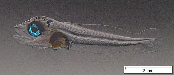 Larva de atún rojo lograda en cautividad