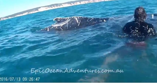 Un ballena pide ayuda para que le desenreden una cuerda