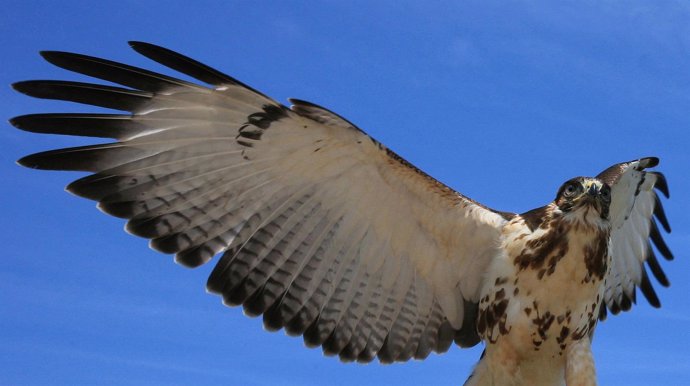 Un águila azor africana en pleno vuelo.