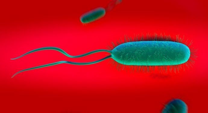 Bacteria Helicobacter Pylori