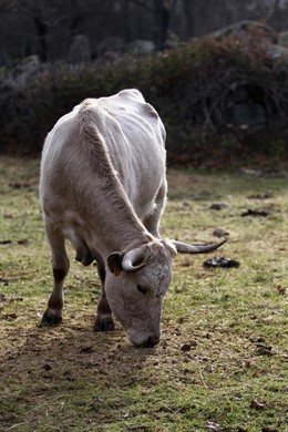 Animal , animales, vaca, vacas, toro, toros, pastar, pastando, ganadería, campo