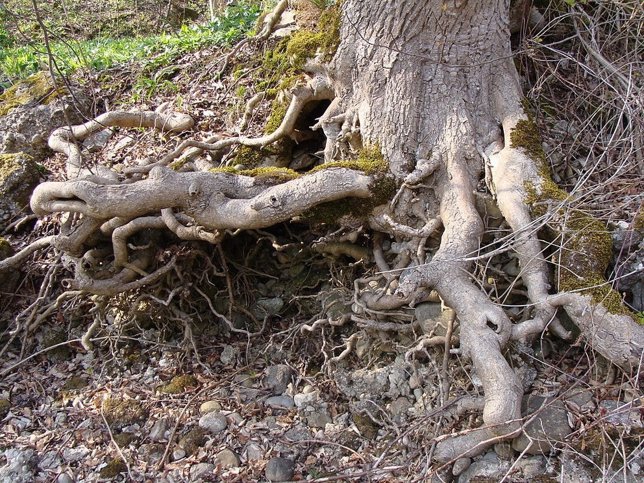 Raices de árbol