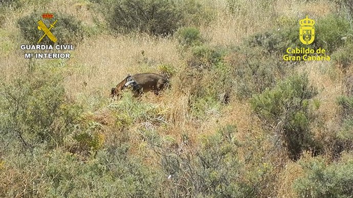 Perro buscando cebos envenenados en el campo