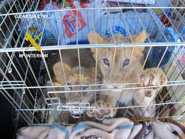 Cachorros de león interceptados