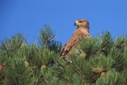 Ejemplar de Águila Imperial