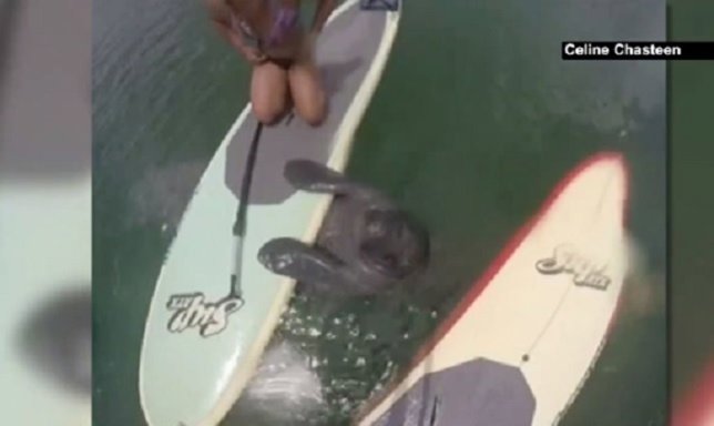 Un manatí se agarró a una tabla de paddleboard en Florida
