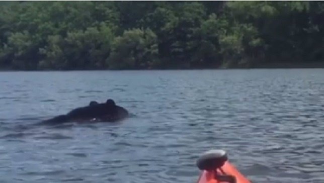 Un oso nada junto a un Kayak en el lago Hemlock, estado de Nueva York