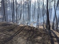Una colilla, probable causa del incendio forestal de Sant Feliu Sasserra
