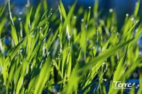 El 52% de la población sufre piel atópica y delicada y el 100% en verano, ¿cómo tratarla?