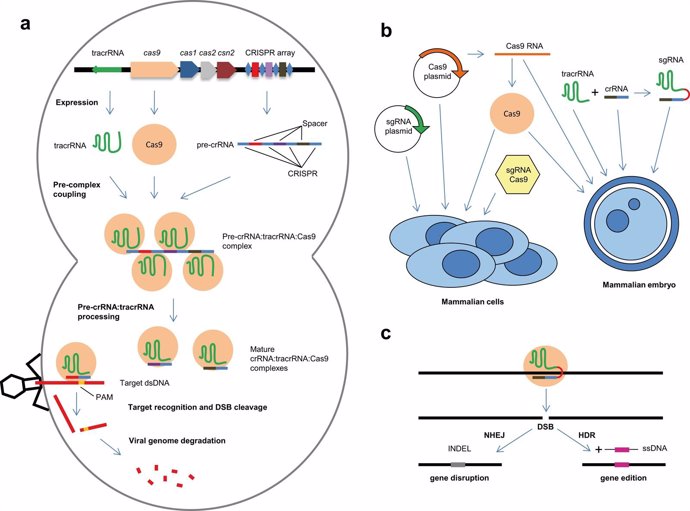 Técnica CRISPR-Cas