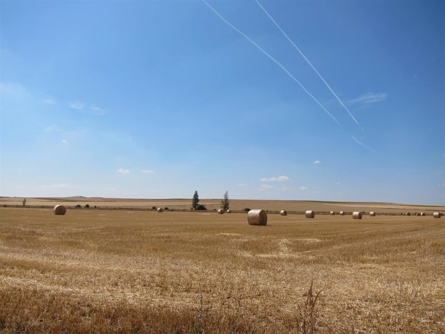 Campos De Cultivo, Cereal, Cosecha, Verano, Turismo Rural