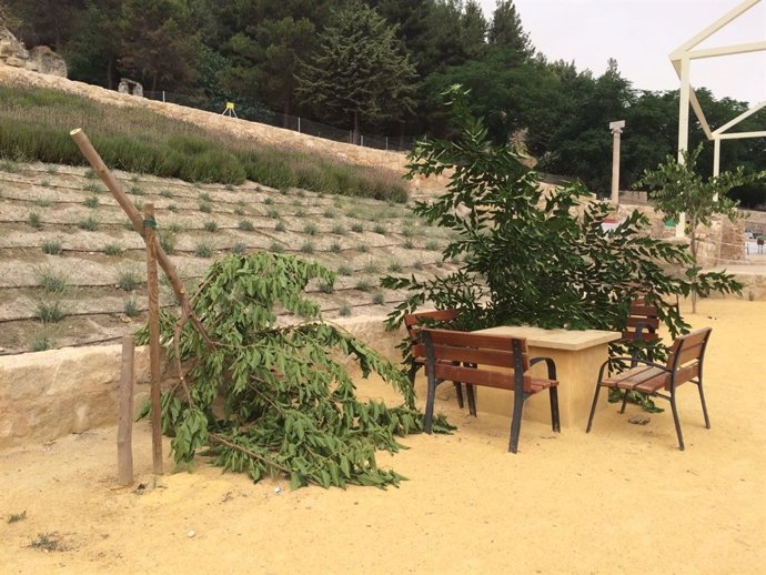 Árboles afectados por actos vandálicos en la placeta de San Blas