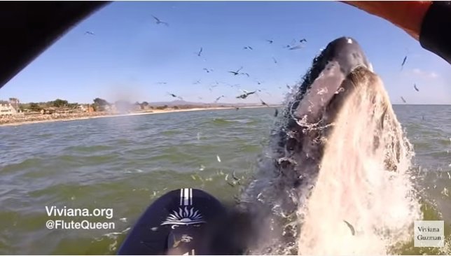 Una ballena se alimenta muy cerca de una mujer haciendo paddleboard