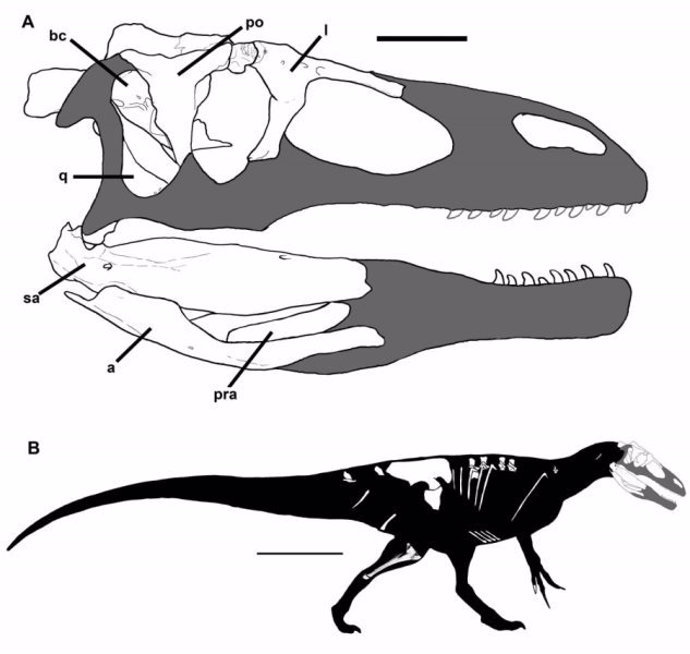 Reconstrucción del cráneo y cuerpo de la nueva especie