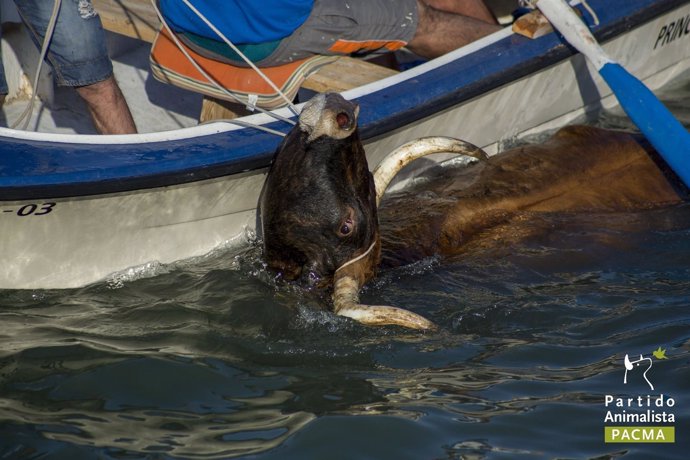 Uno de los toros rescatados con una soga tras caer a la mar 