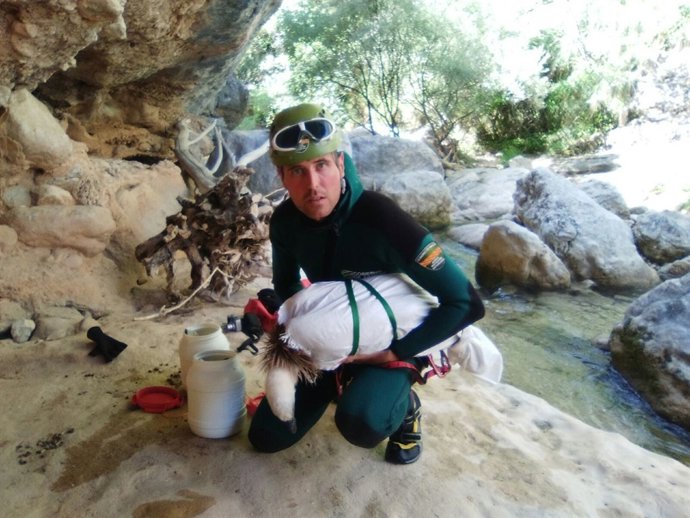 Rescate buitre leonado.