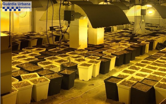 Desmantelan un cultivo de marihuana en Barcelona con capacidad para 960 plantas