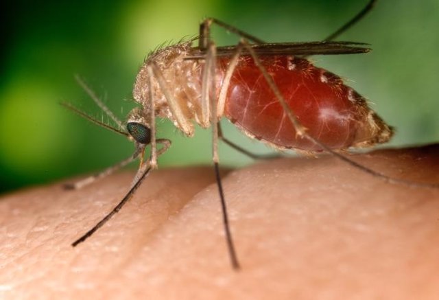 Mosquito Culex o mosquito común 