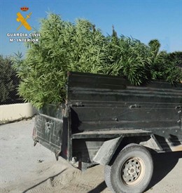 Marihuana intervenida en la provincia de Córdoba