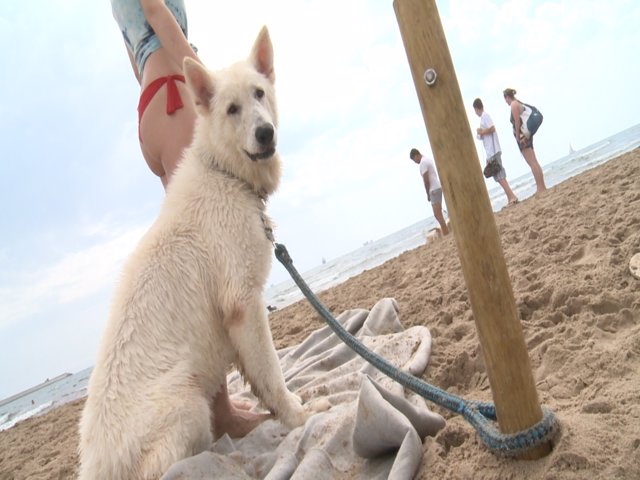 Los perros pueden entrar a la playa siempre que vayan atados y con su dueño