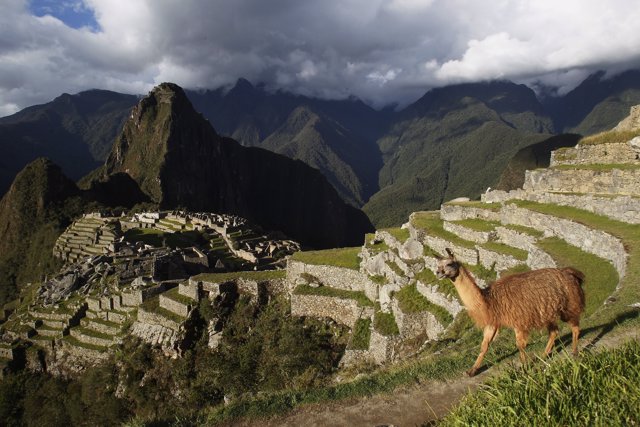 Una llama se ha visto cerca del Machu Picchu, Perú. 