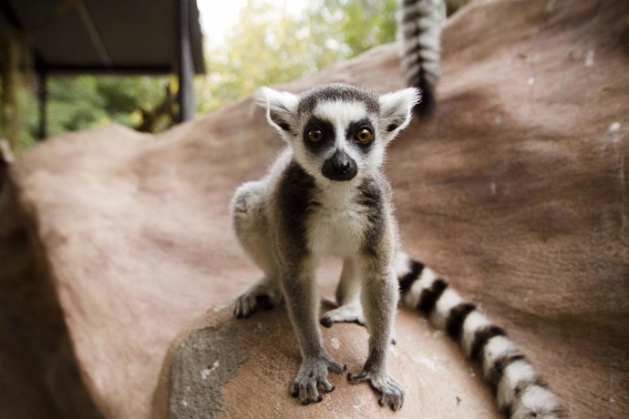 Zoo virtual en Perú 