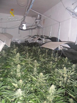 Imagen de las plantas de marihuana en la nave.