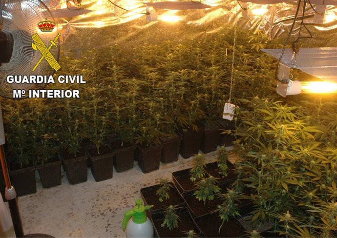 Invernadero de marihuana