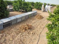 Las personas detenidas por el robo de colmenas estaban generalmente vinculadas al sector