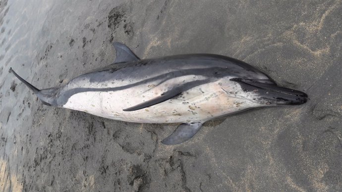 Delfín varado en la playa de Barayo. 