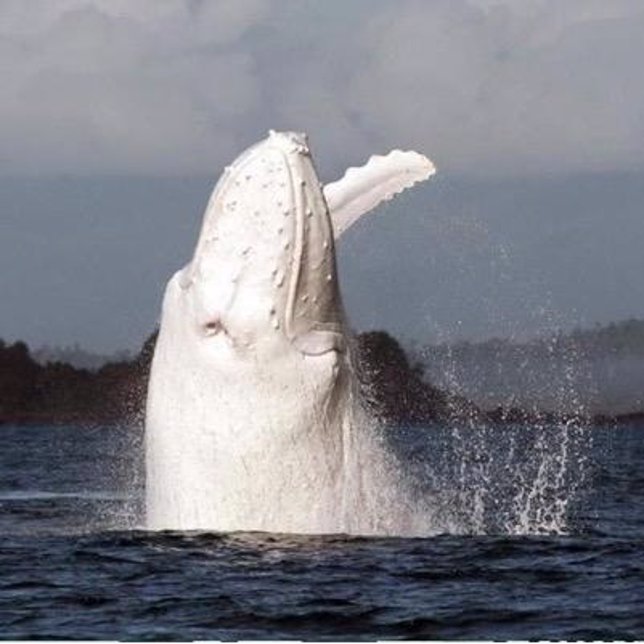 La ballena blanca a vistada en Australia