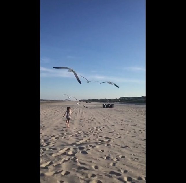 Unas gaviotas persiguen a un niño que les daba de comer en Nueva Jersey