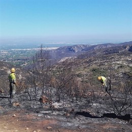 Brigadas refrescando la zona afectadas por el incendio de Carcaixent