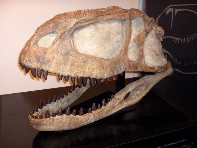 Cráneo de Abelisaurus comahuensis