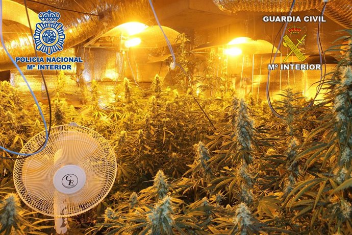 Plantación desmantelada en Mijas 