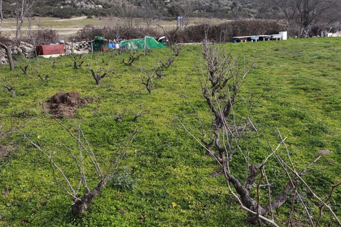 Campo de cultivo, agricultura, agricultor, parra, parras, viñas, viñedo, uva