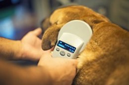 Lector de microchips de animales, perro, mascota