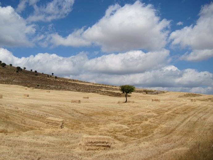 Campo De Cultivo, Cereal, Rural, Cosecha, Verano