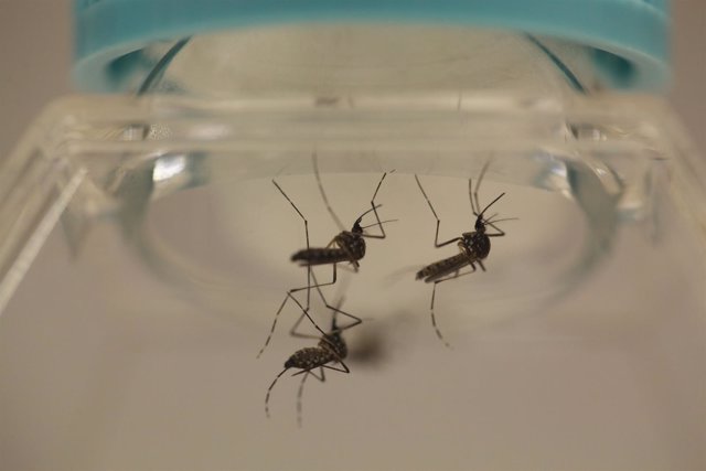 Aedes aegypti mosquitoes are seen at the Laboratory of Entomology and Ecology of