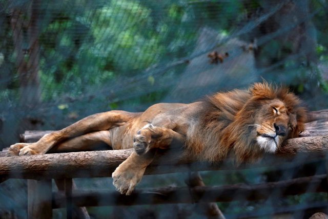 Un león famélico en un zoo en Caracas