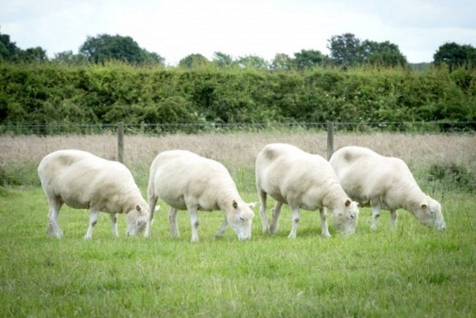 Clones descendientes de Dolly