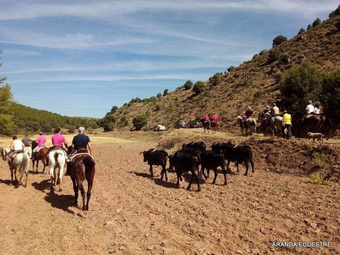 Aranda de Moncayo celebra este domingo la IV Trashumancia de Vacas Avileñas