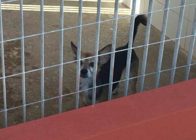 Perro abandonado