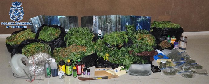 Foto de plantas de marihuana y otras drogas incautadas en la operación